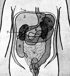 abdomen
