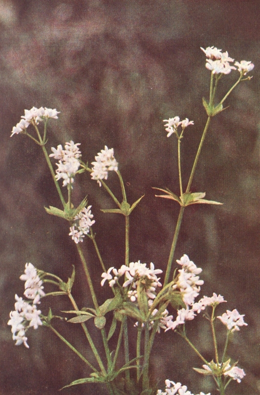woodruff