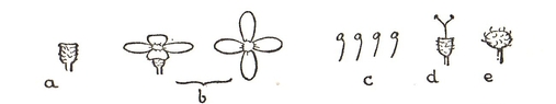 woodruff flower