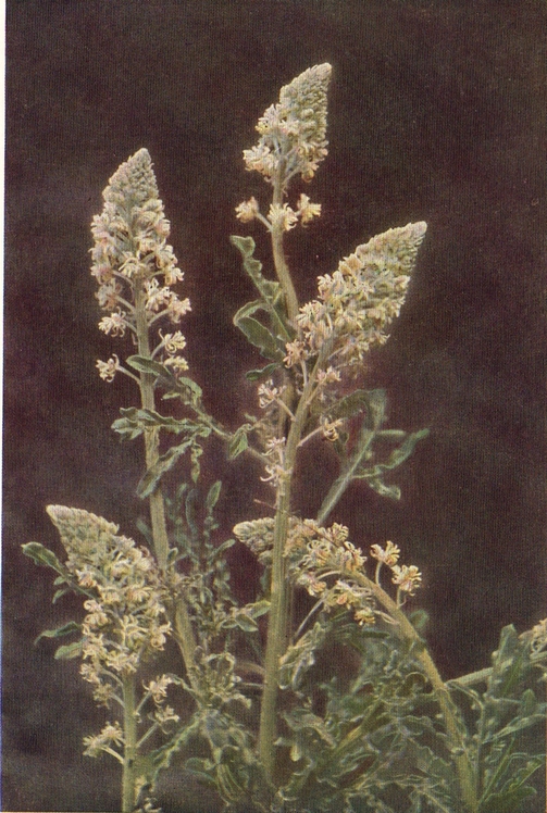 wild mignonette