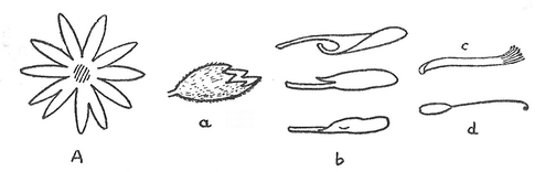 kidney vetch flower