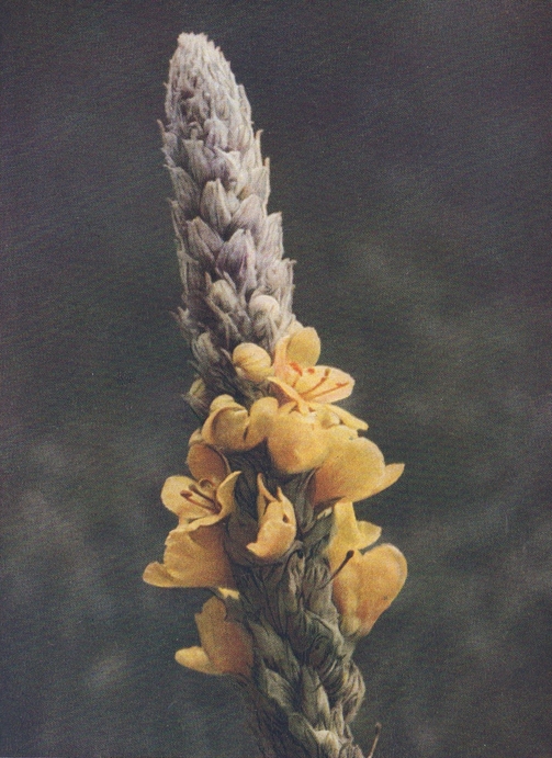 great mullein