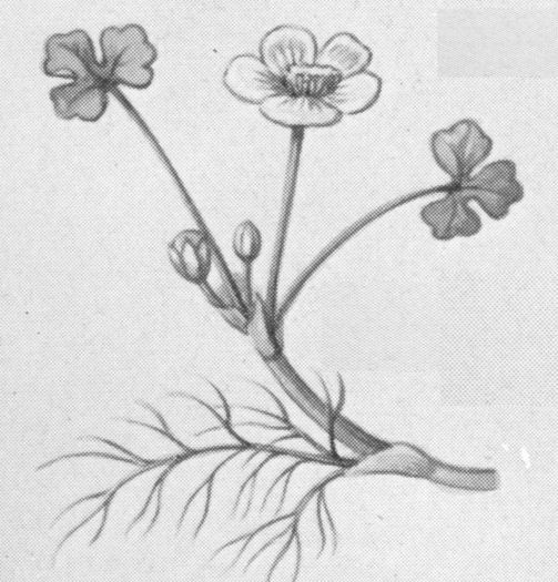 water crowfoot