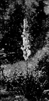 adam's needle