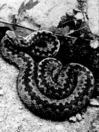 adder