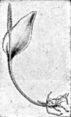adder's tongue