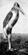 adjutant