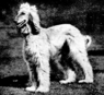 afghan hound
