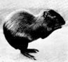 agouti