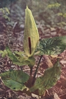 the wild arum
