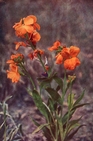 wallflower
