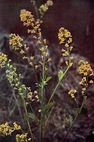 yellow rocket