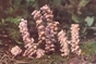 toothwort
