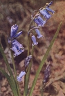 wild hyacinth