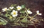 water crowfoot