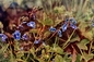 germander speedwell