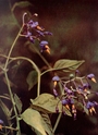 woody nightshade