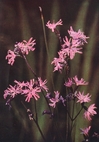 ragged robin
