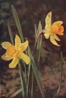 daffodil
