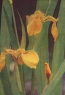 yellow flag