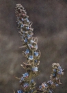 viper's bugloss