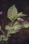 deadly nightshade