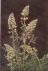 wild mignonette