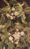 wild clematis