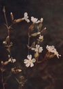 white campion