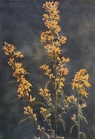 golden rod