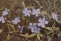 lesser periwinkle