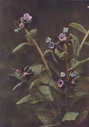 lungwort