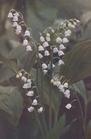 lily of the valley