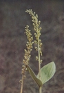 twayblade