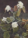 dogwood