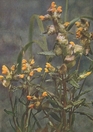 yellow rattle