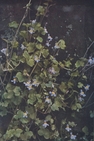 ivy-leaved toadflax