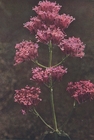 red valerian