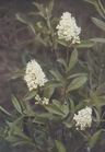 privet