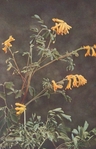 yellow corydalis