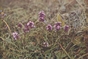 wild thyme