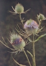 teasel