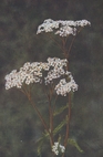 yarrow