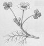 water crowfoot